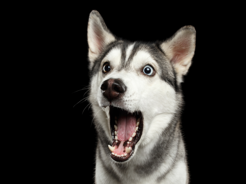 huskeysurprised