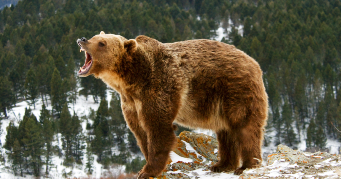 grizzlybear