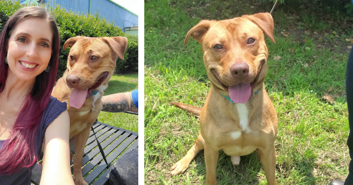 Two images side by side featuring a happy, medium-sized brown dog with a white patch on his chest. In the left image, the dog is sitting on a bench next to a smiling woman with long dark hair and a man with a tattooed arm, all enjoying a sunny day. In the right image, the dog is sitting on grass, panting with a big smile, looking directly at the camera.

